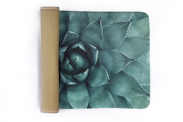 Kitchen rug Succulent plant from above