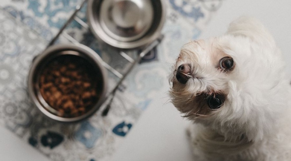 how to clean a rug from pet hair