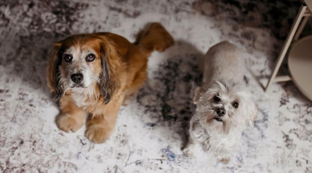 animal-friendly carpets