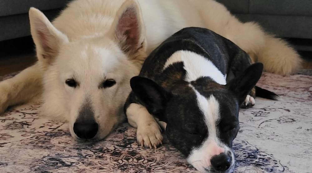Which carpet to choose for a home with a dog?